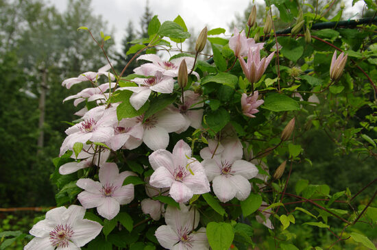 RAGANĖ JAN PAWEL II